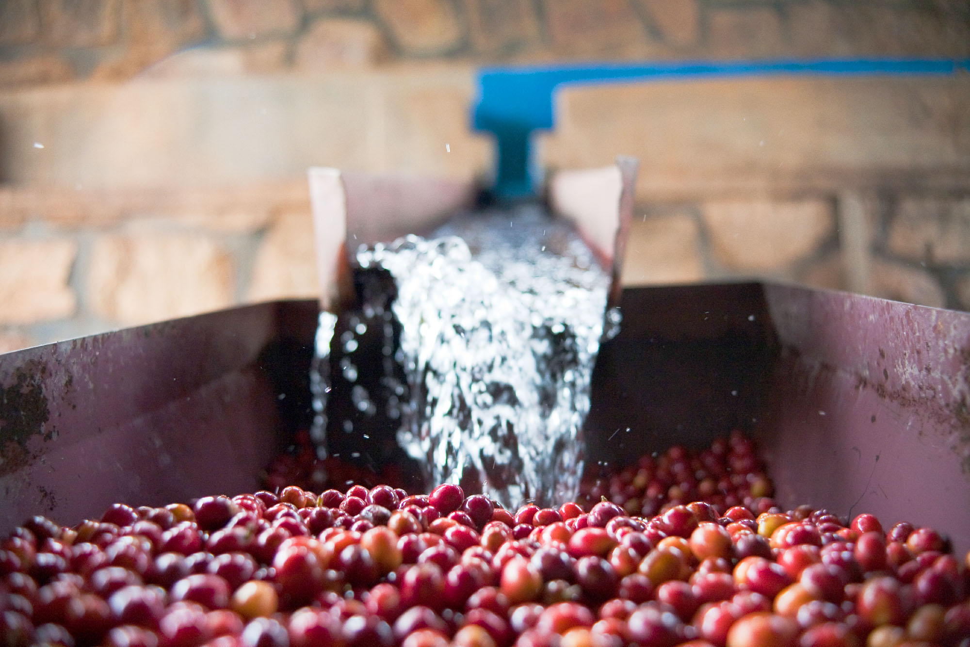 ocalcoffee