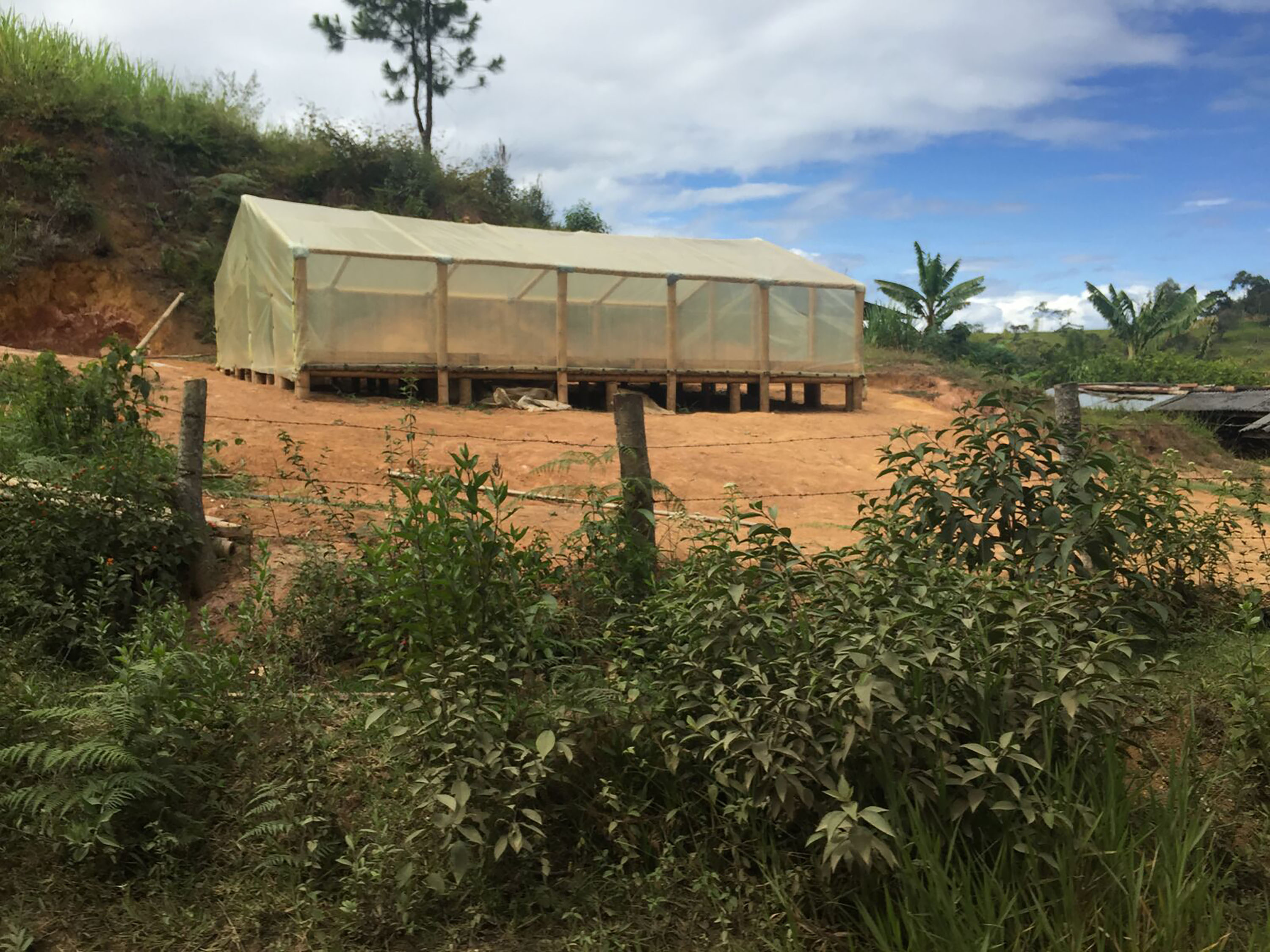 Colombia decaf